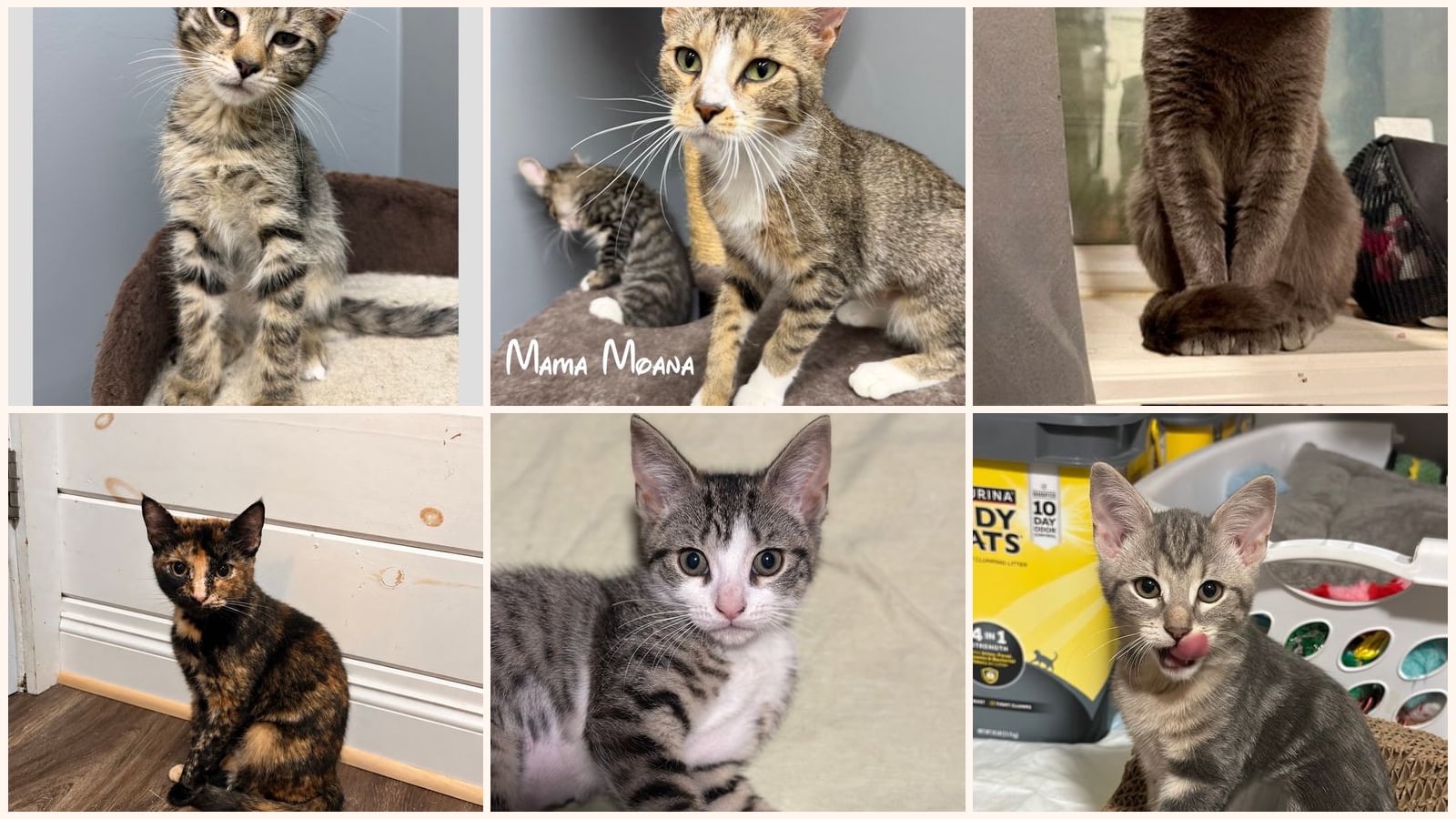 Cats up for adoption near Tonawanda, NY