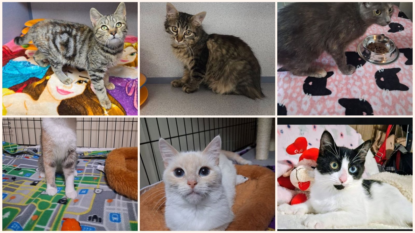 Cats up for adoption near Utica, NY