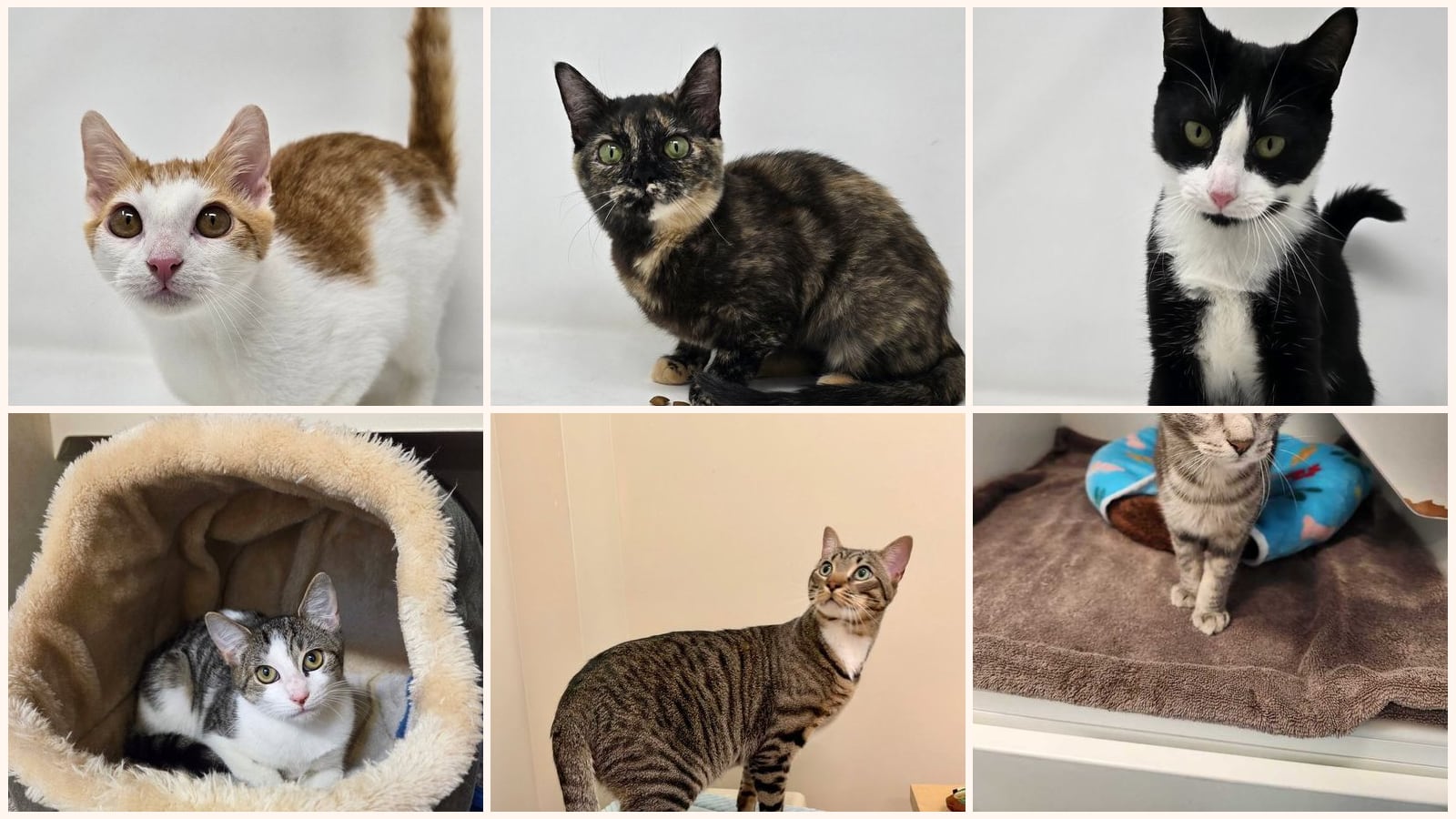 Cats up for adoption near West Haverstraw, NY