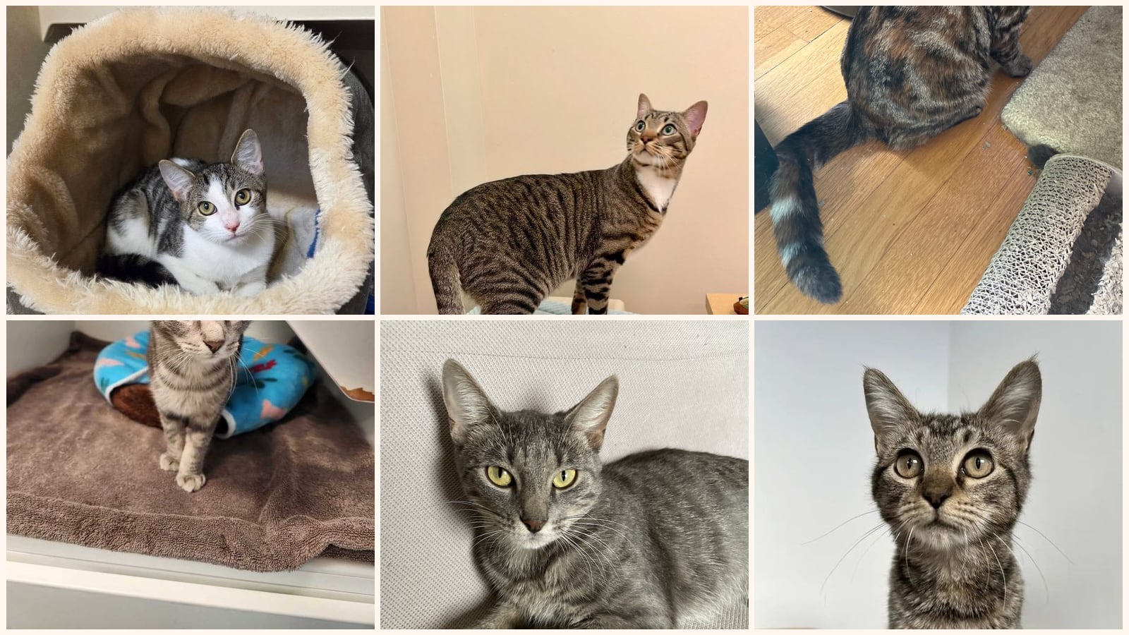 Cats up for adoption near White Plains, NY