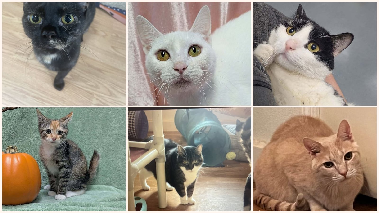 Cats up for adoption near Apex, NC