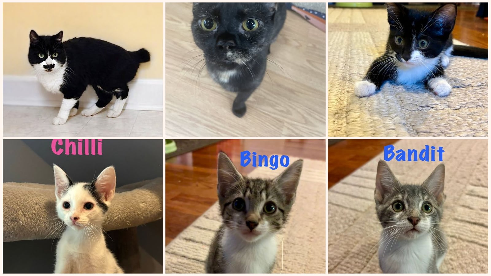 Cats up for adoption near Burlington, NC