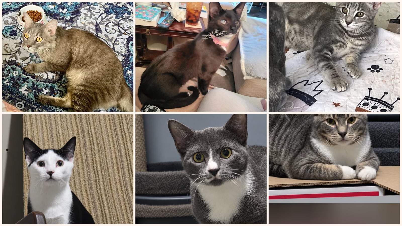 Cats up for adoption near Clemmons, NC