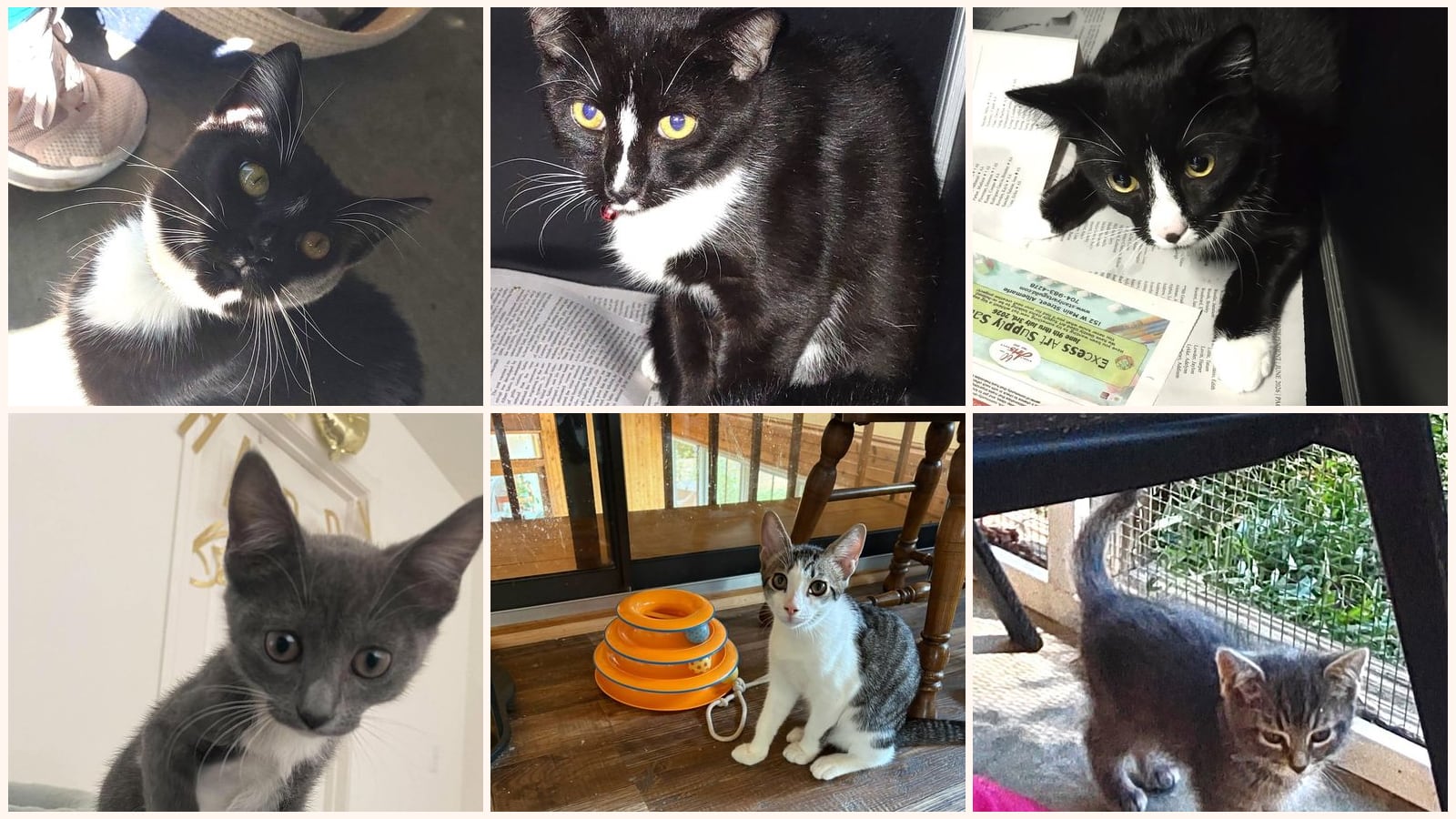Cats up for adoption near Concord, NC