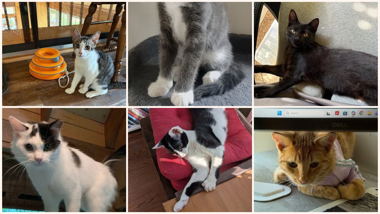 Cats up for adoption near Cornelius, NC