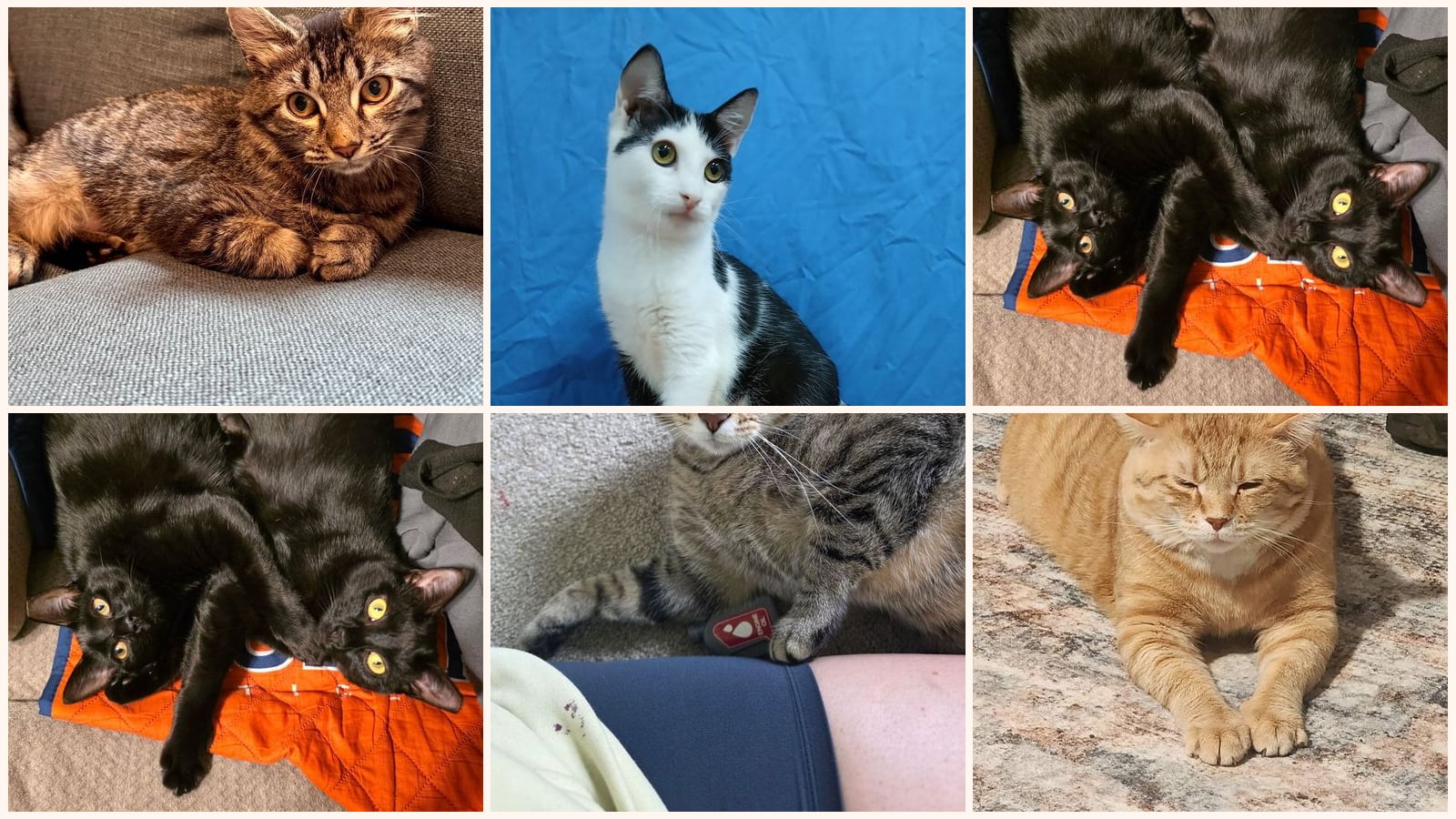 Cats up for adoption near Elizabeth City, NC