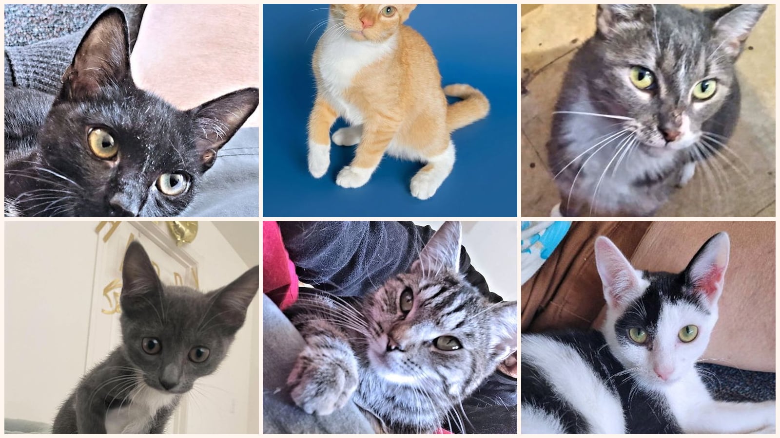 Cats up for adoption near Gastonia, NC