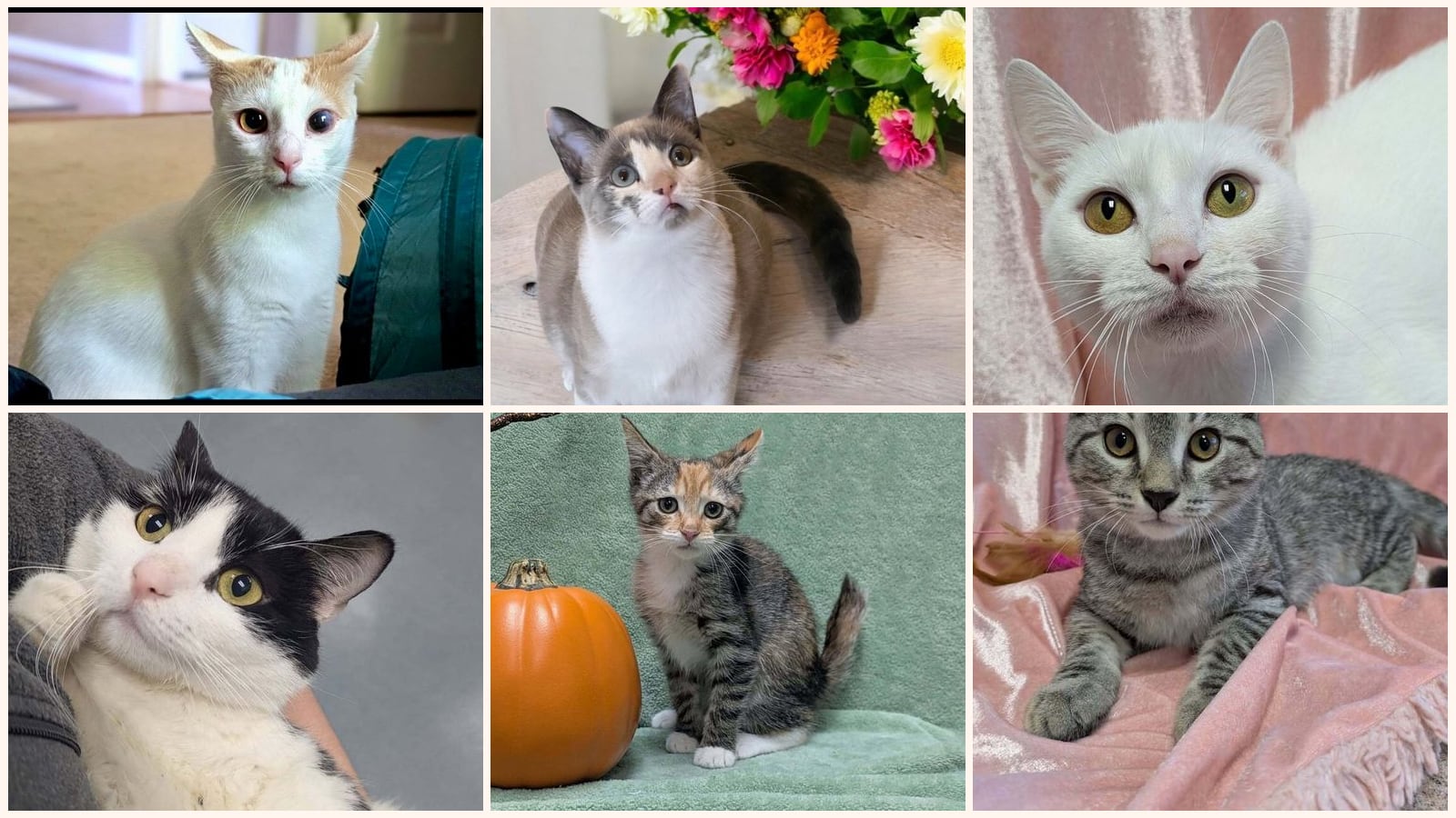 Cats up for adoption near Goldsboro, NC