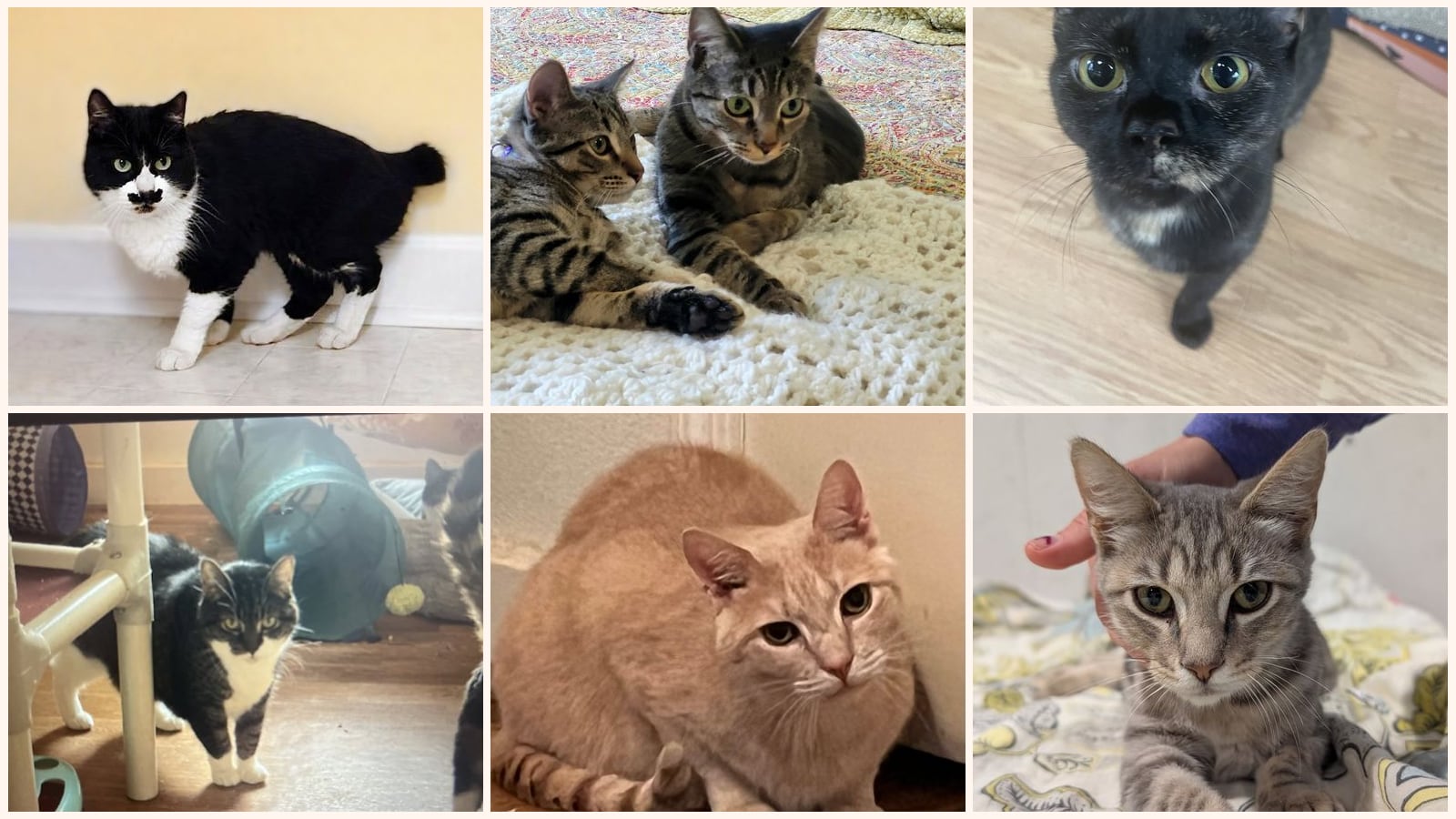Cats up for adoption near Graham, NC