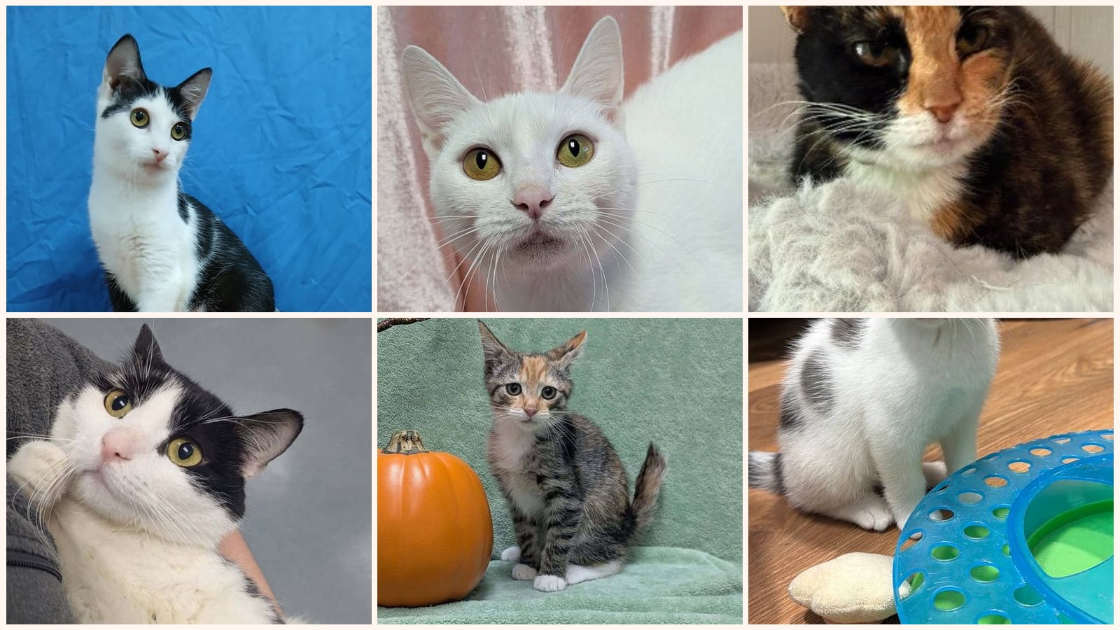 Cats up for adoption near Greenville, NC