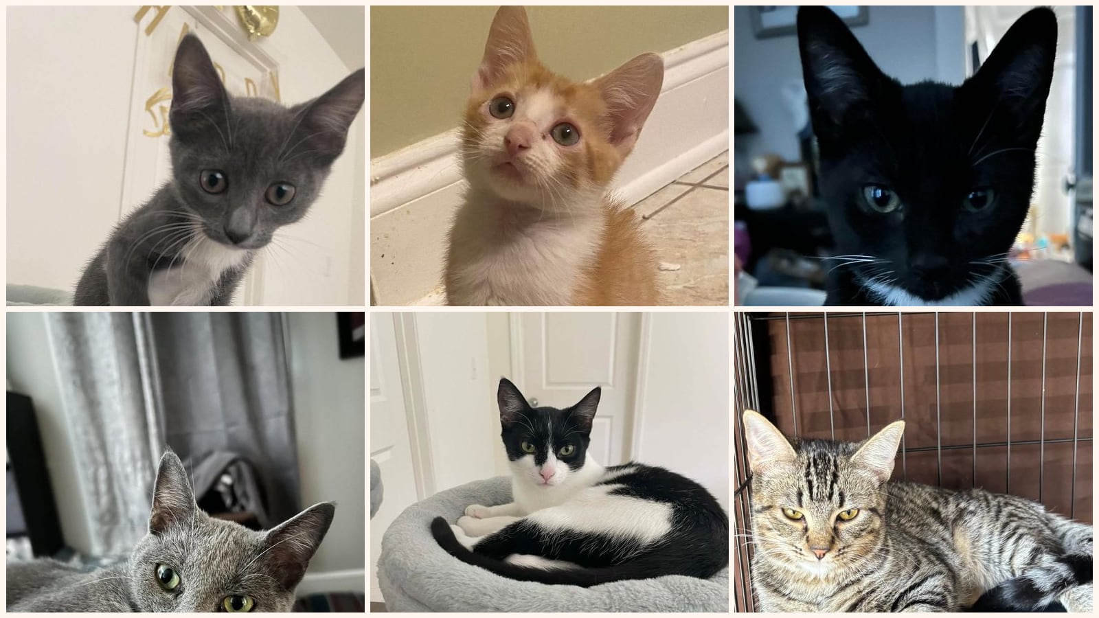 Cats up for adoption near Harrisburg, NC