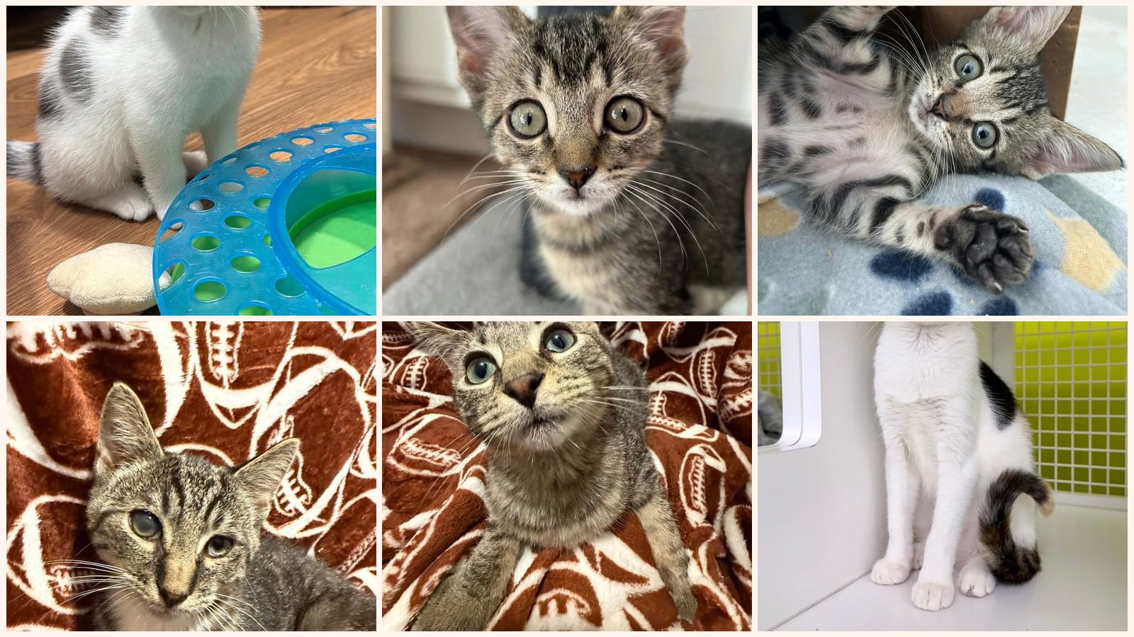 Cats up for adoption near Henderson, NC