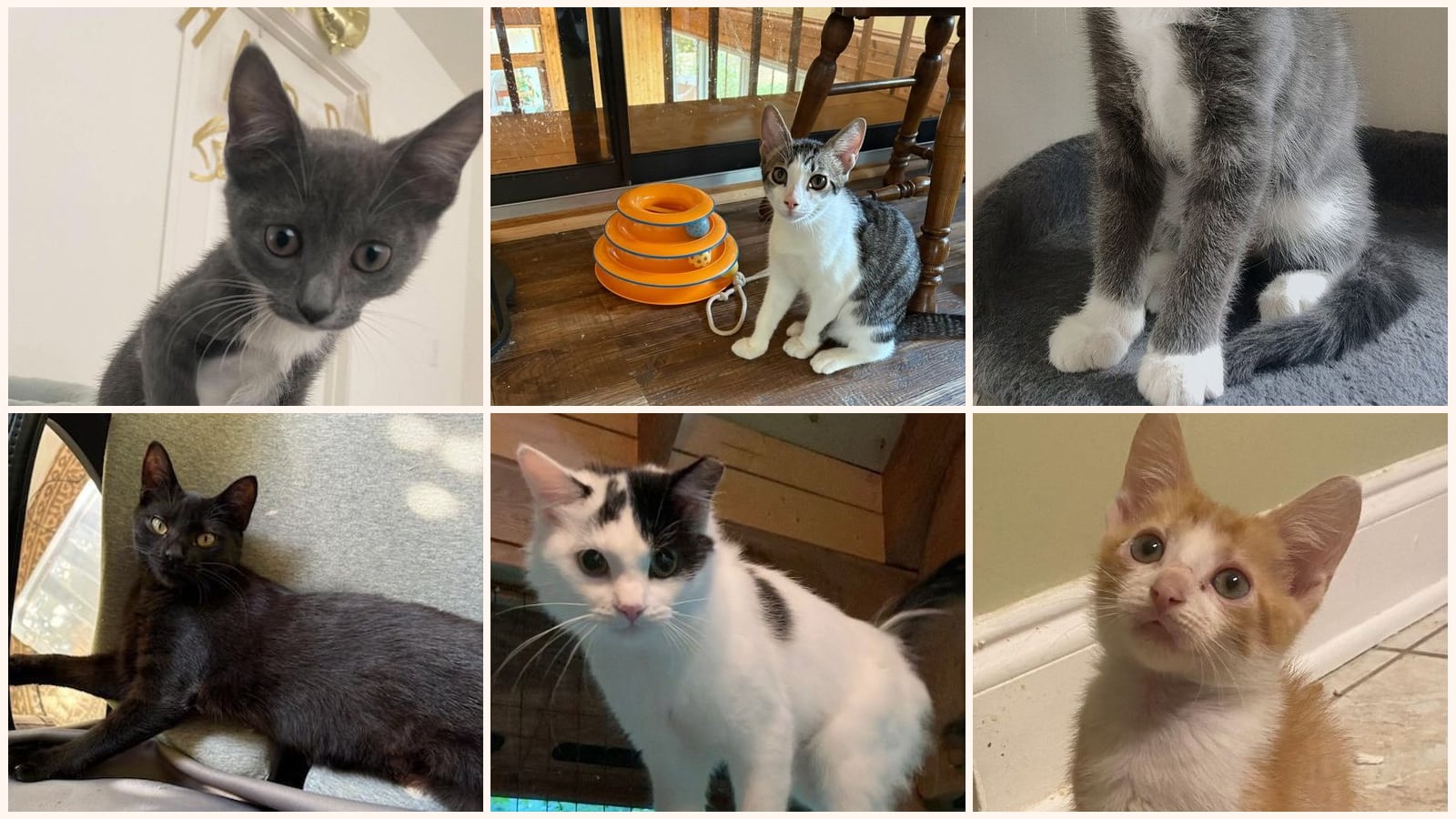 Cats up for adoption near Kannapolis, NC