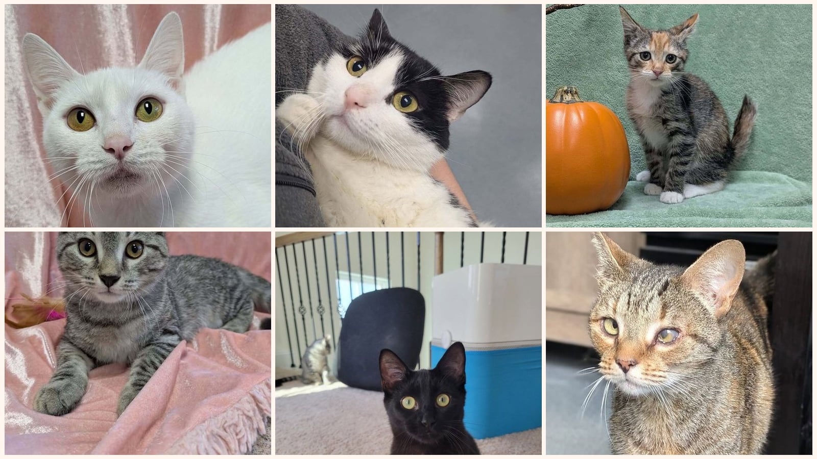 Cats up for adoption near Knightdale, NC