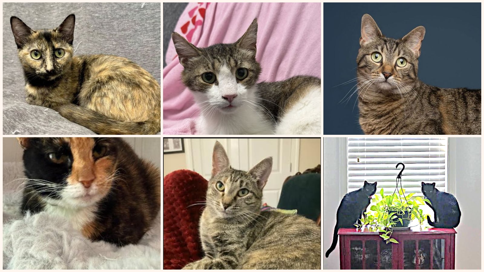 Cats up for adoption near Leland, NC