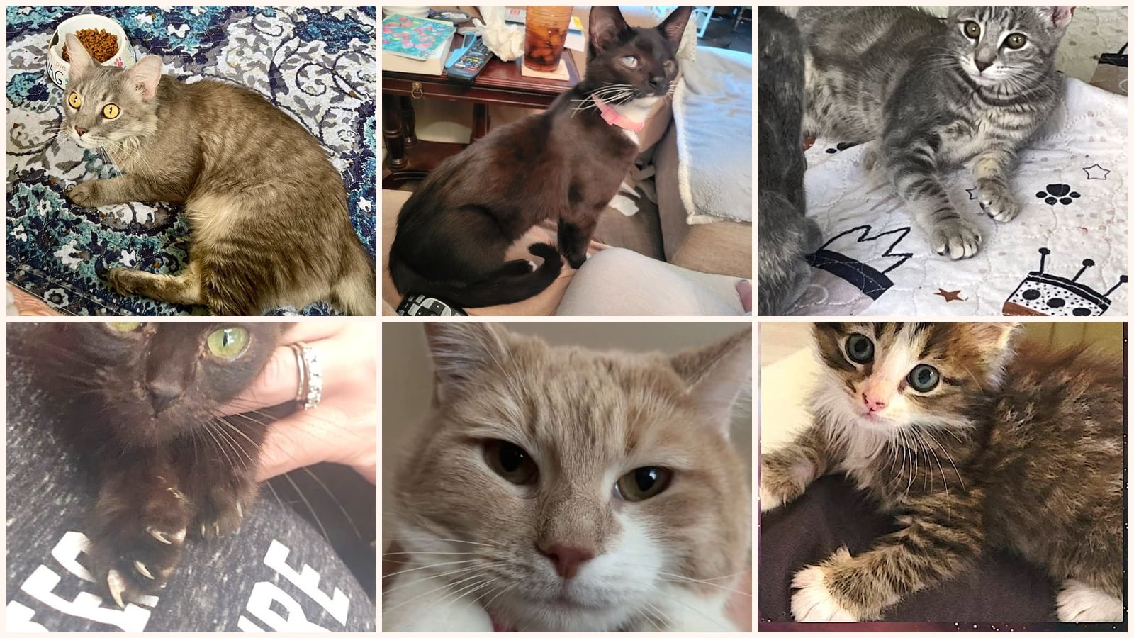 Cats up for adoption near Lewisville, NC