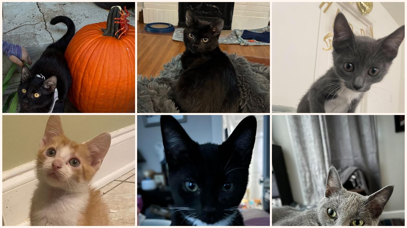 Cats up for adoption near Matthews, NC