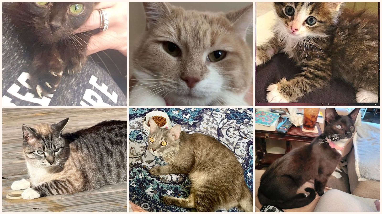 Cats up for adoption near Mount Airy, NC