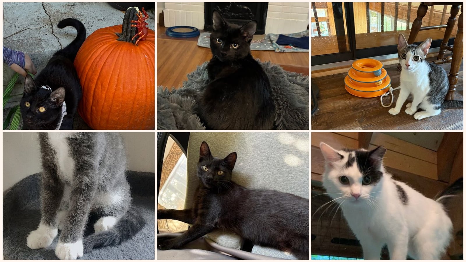 Cats up for adoption near Pineville, NC