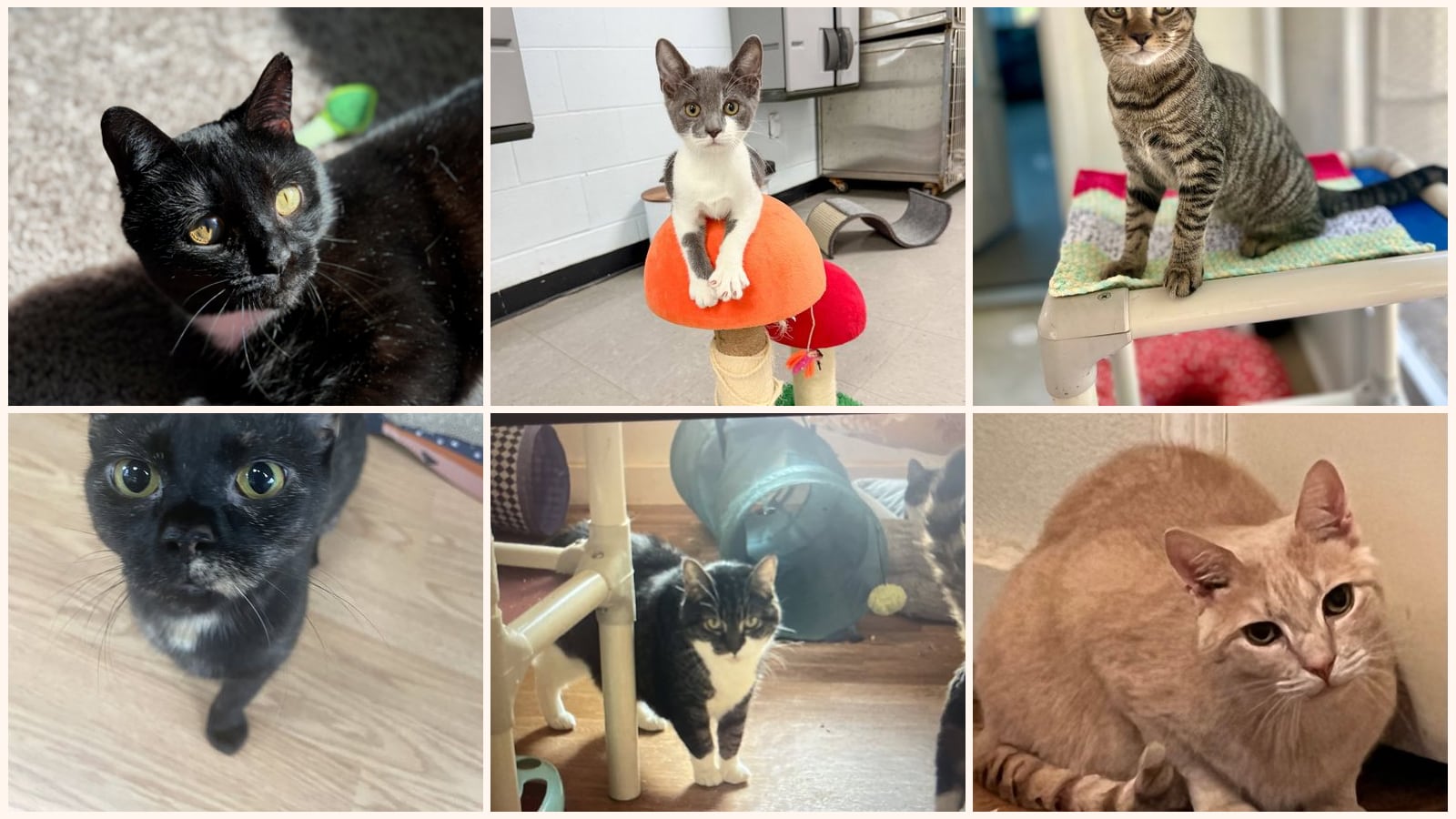 Cats up for adoption near Southern Pines, NC