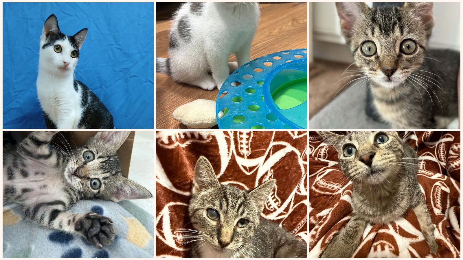 Cats up for adoption near Tarboro, NC