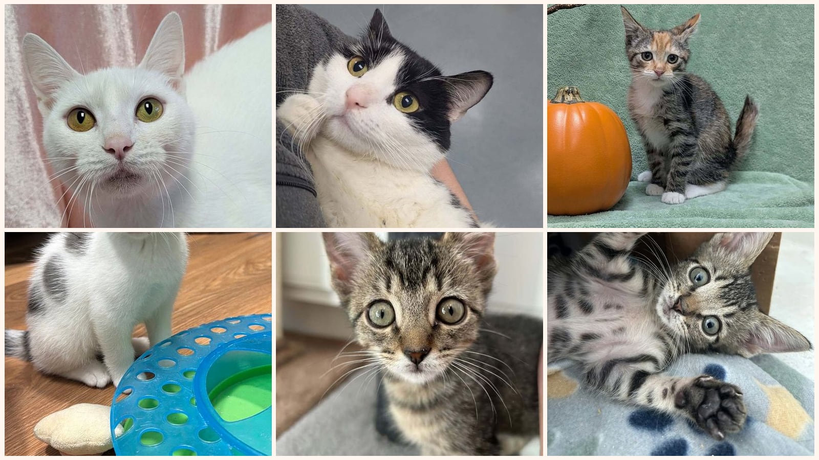 Cats up for adoption near Wake Forest, NC