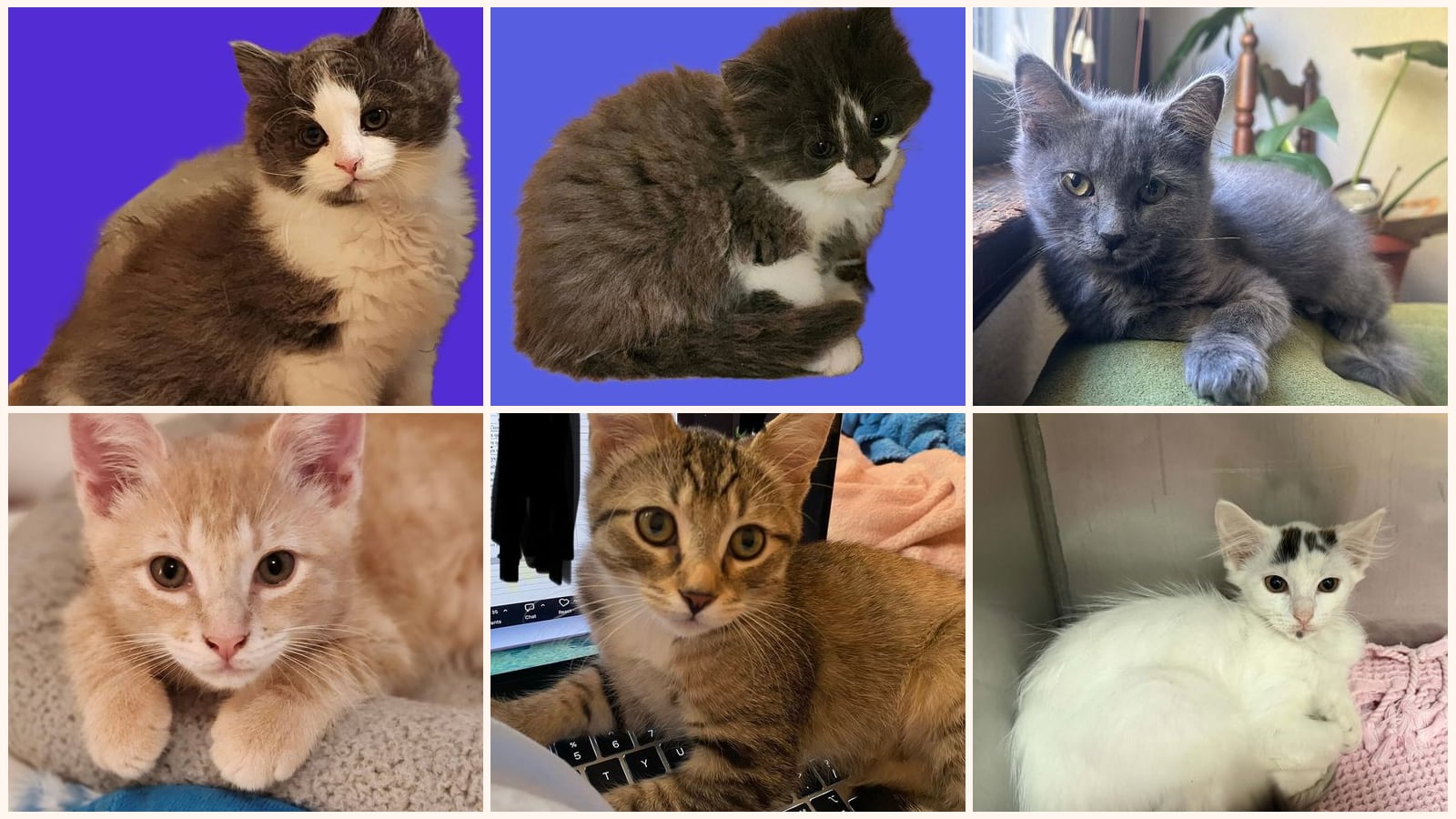 Cats up for adoption near Waynesville, NC