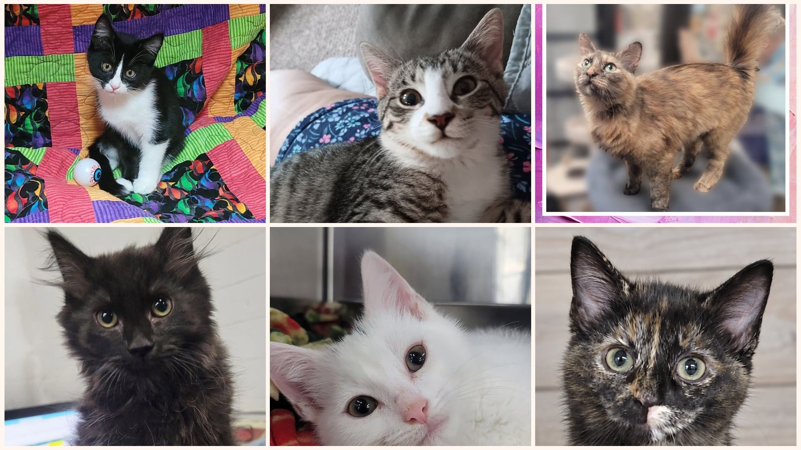 Cats up for adoption near Barberton, OH