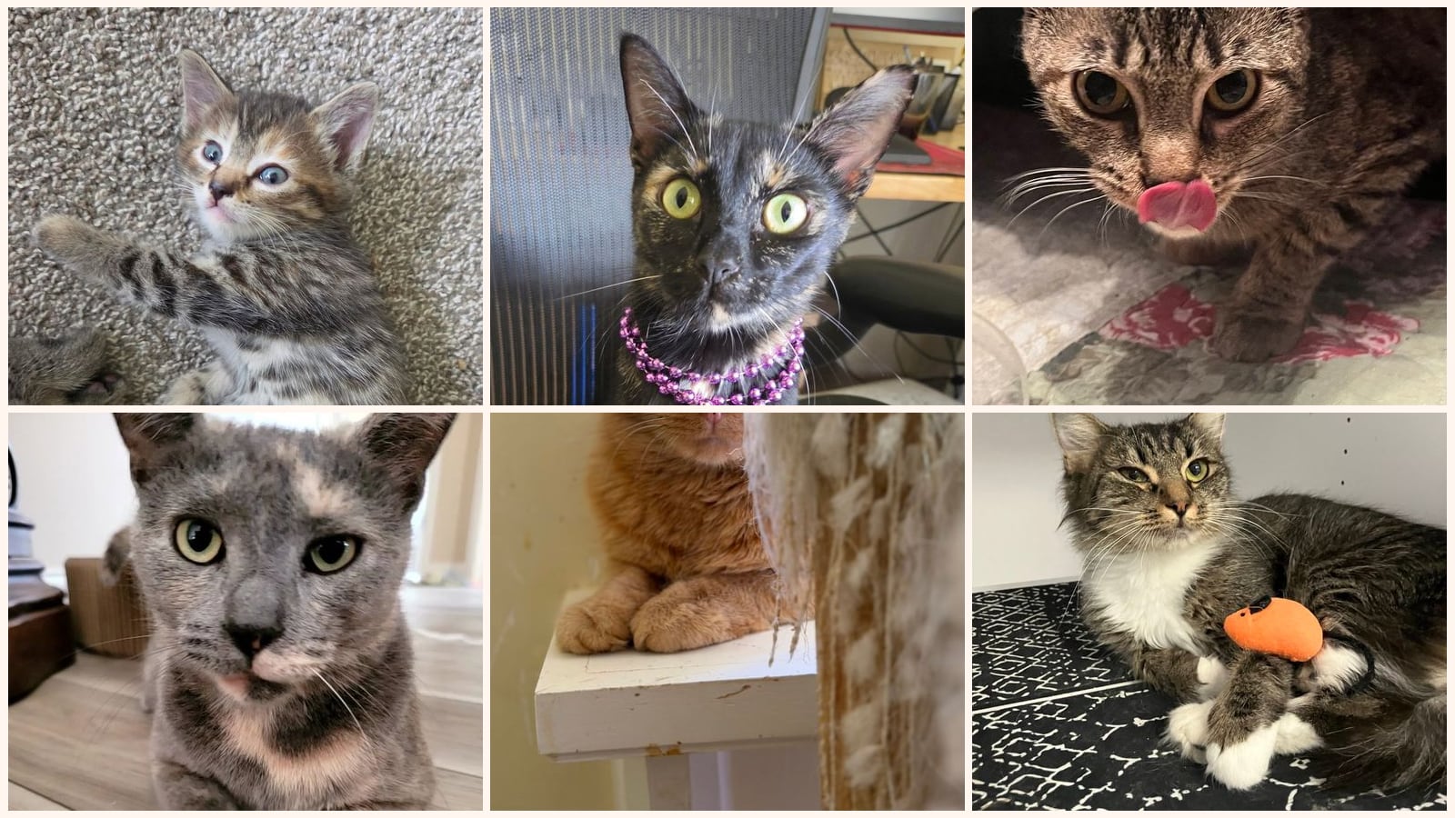 Cats up for adoption near Bellefontaine, OH