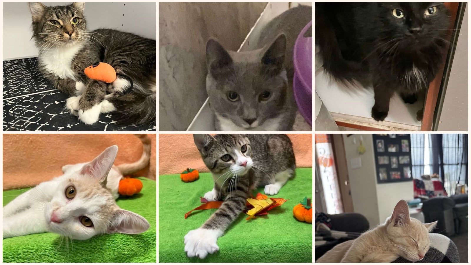 Cats up for adoption near Bucyrus, OH