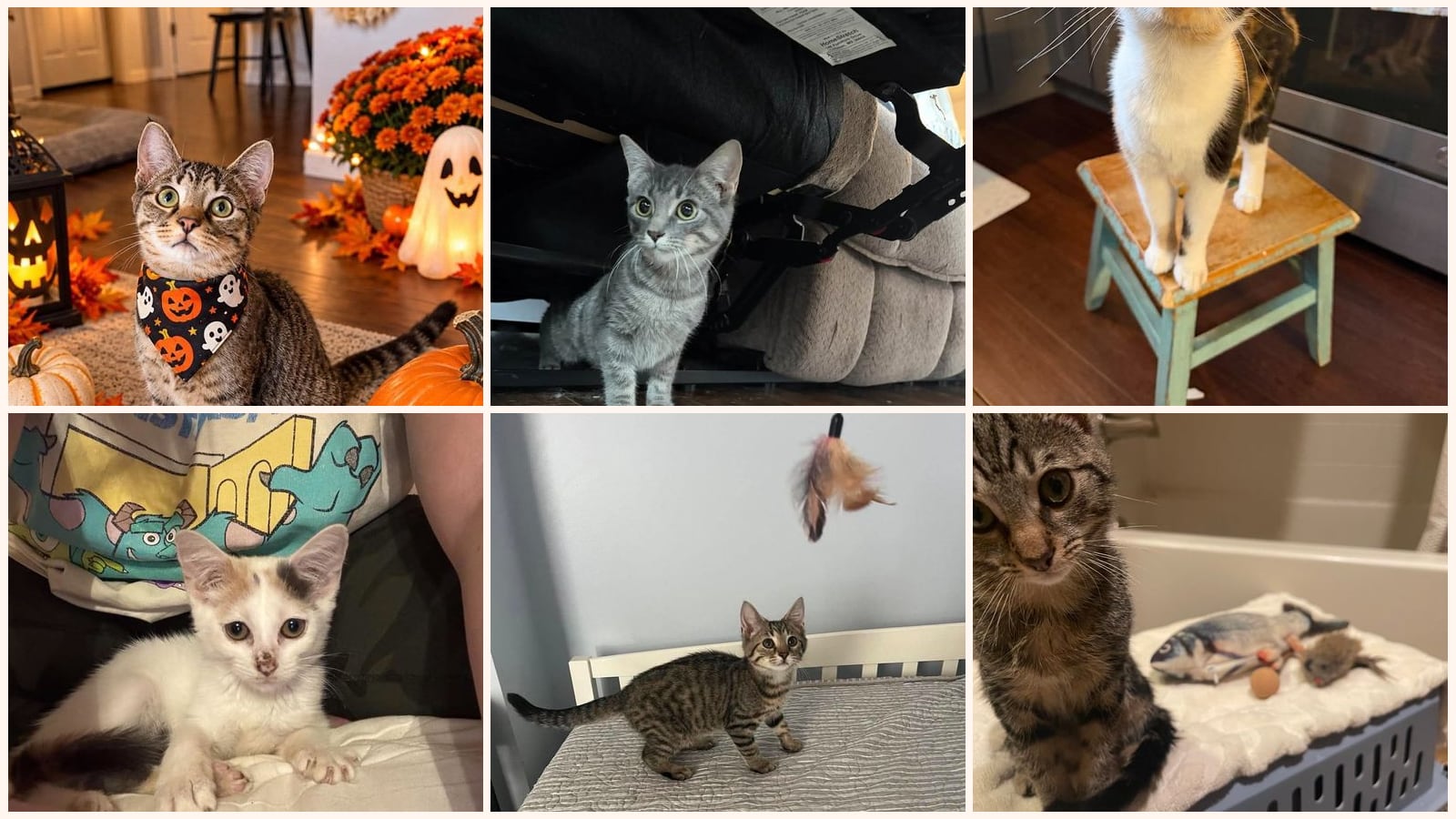 Cats up for adoption near Chillicothe, OH