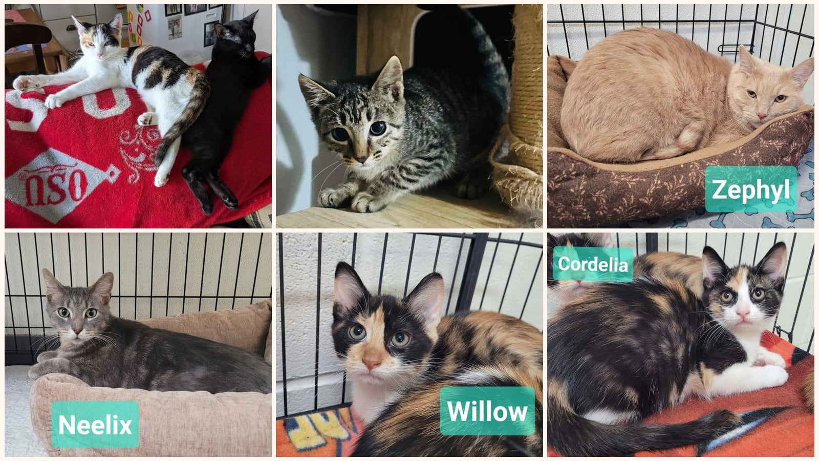 Cats up for adoption near Englewood, OH