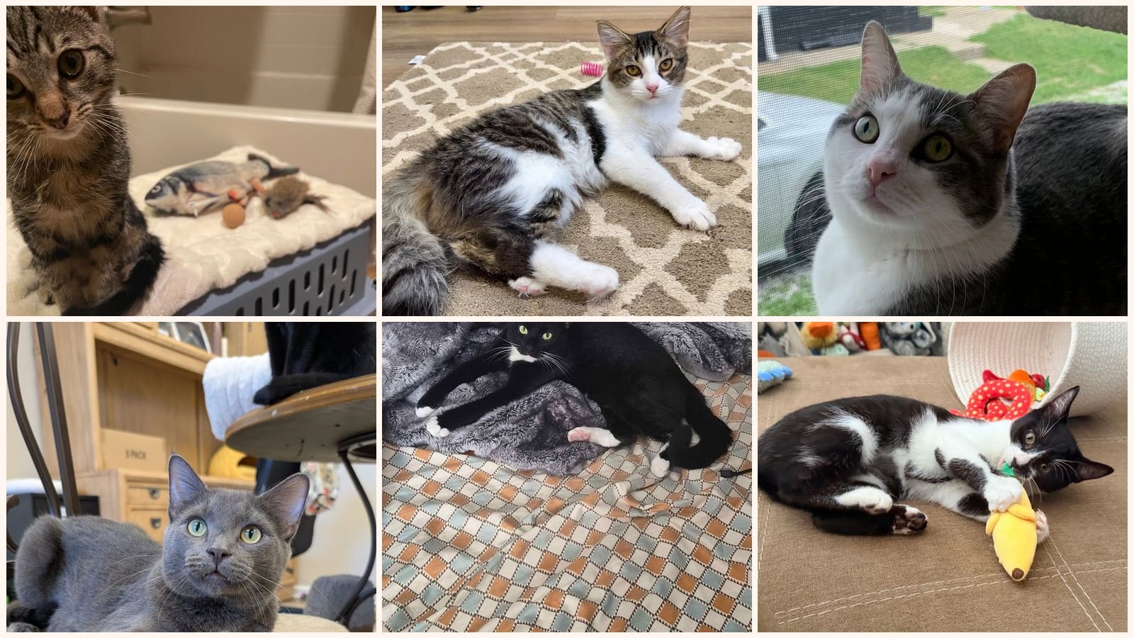 Cats up for adoption near Grove City, OH