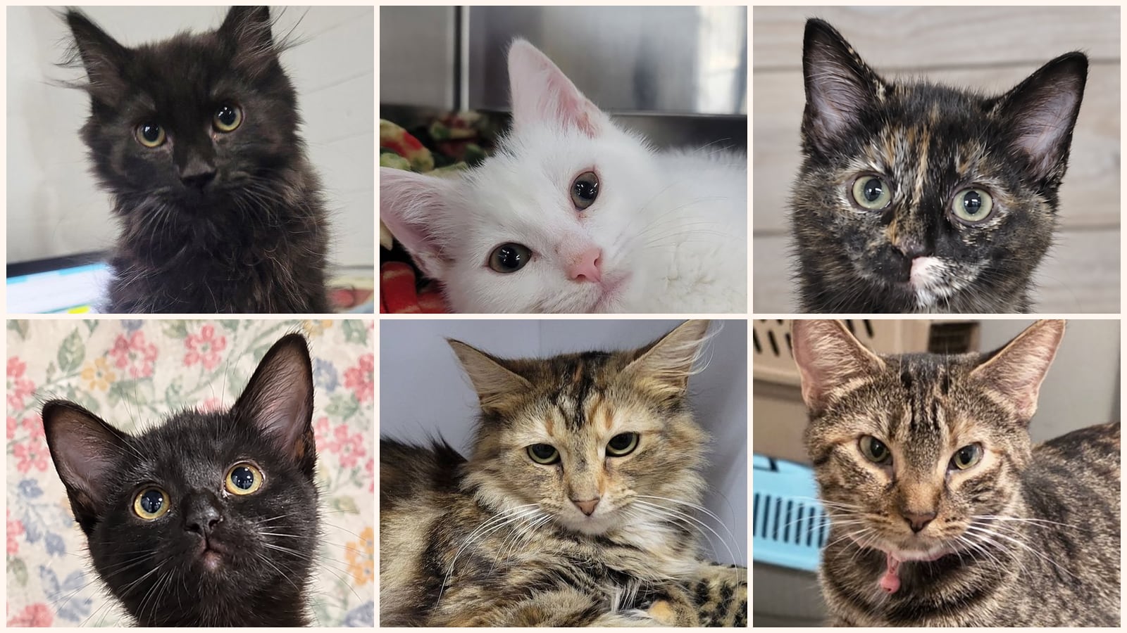Cats up for adoption near Kent, OH