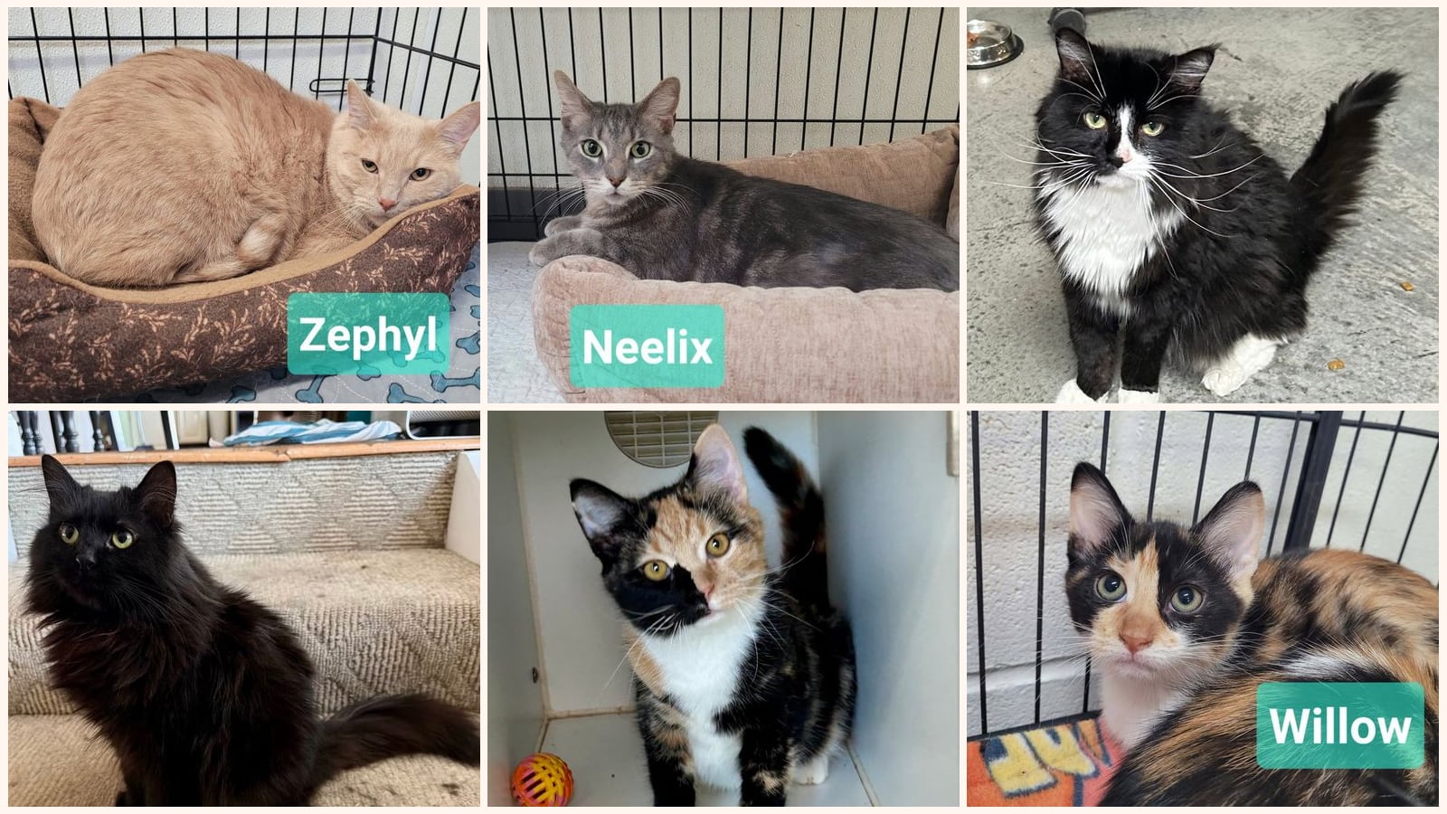 Cats up for adoption near Kettering, OH