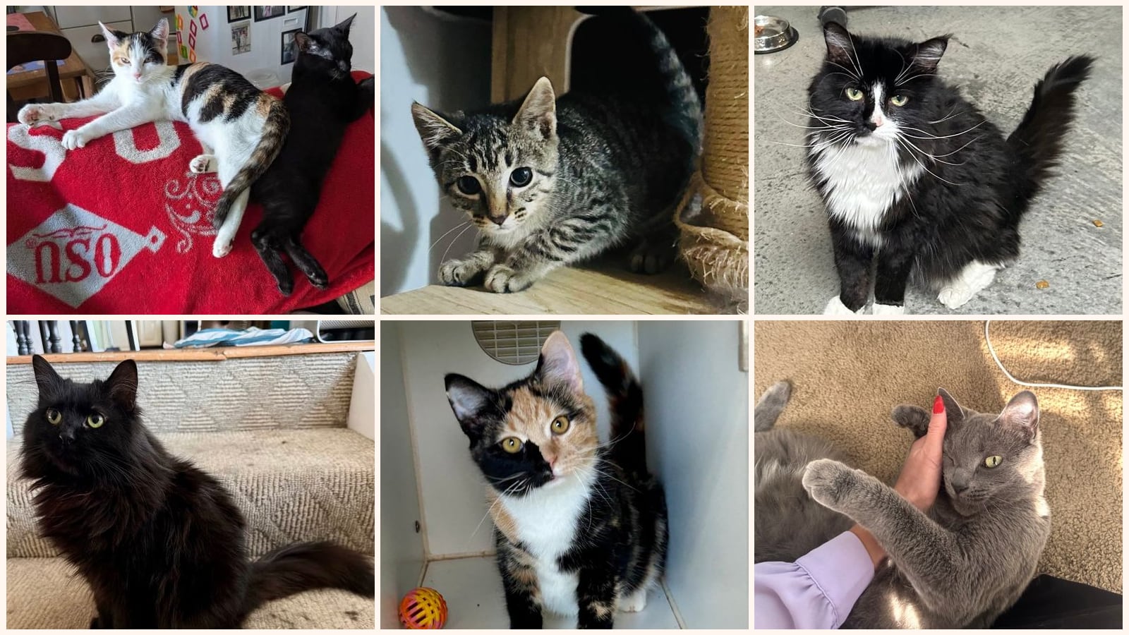 Cats up for adoption near Lebanon, OH