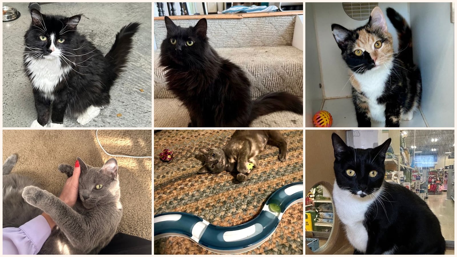 Cats up for adoption near Loveland, OH