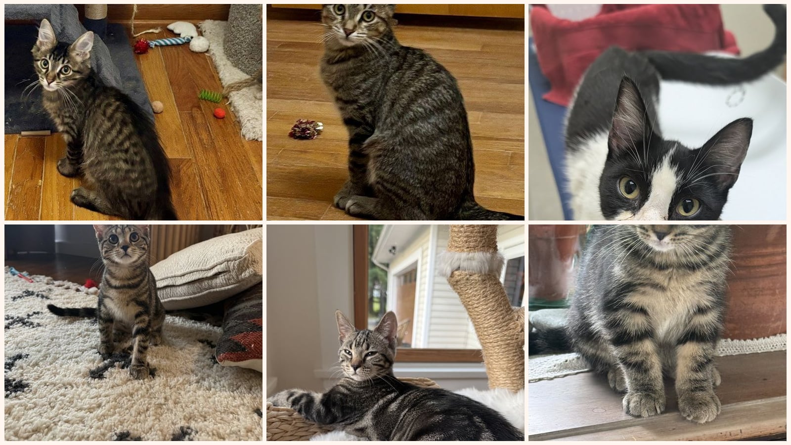 Cats up for adoption near Mentor, OH