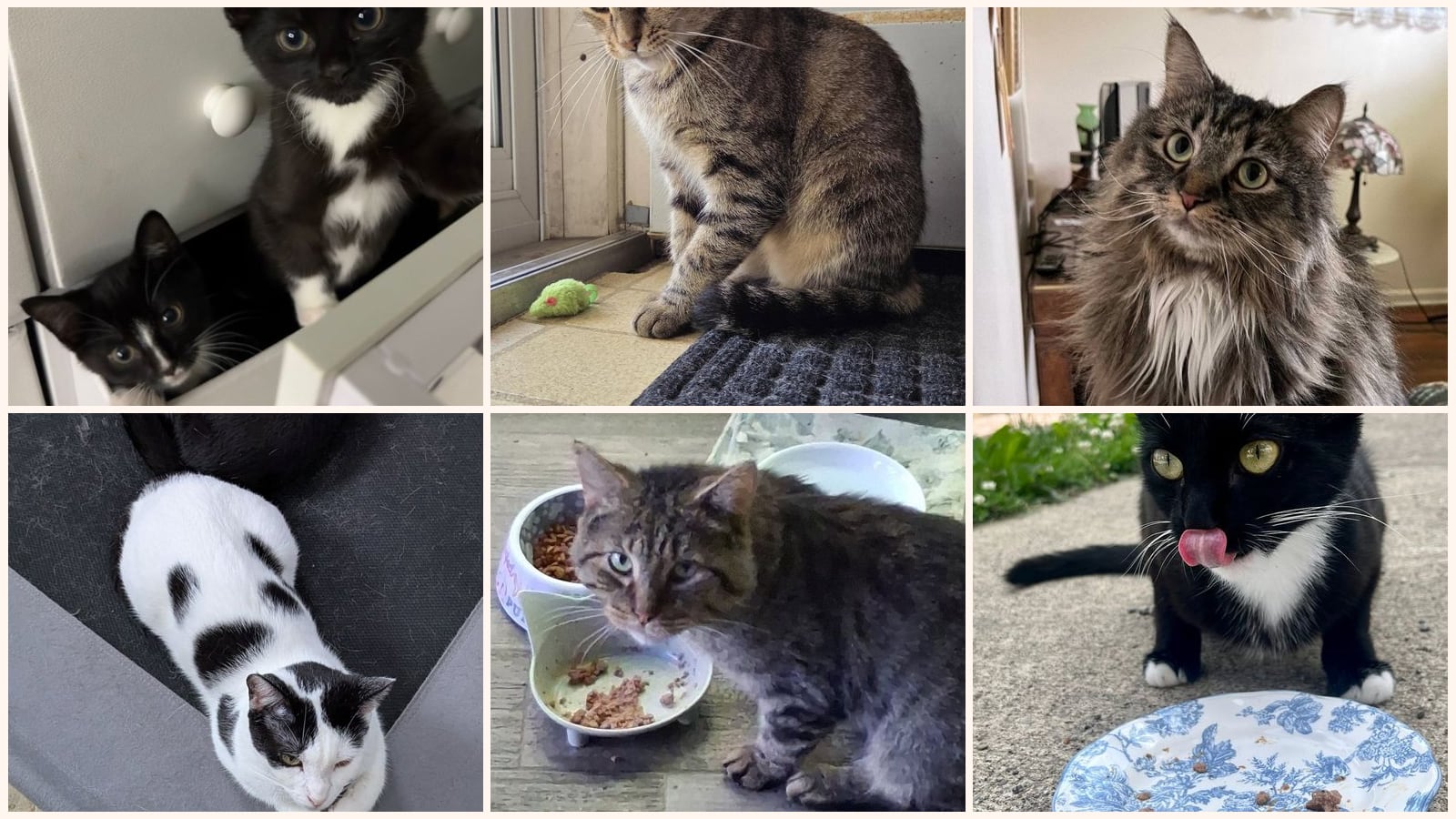 Cats up for adoption near Middleburg Heights, OH