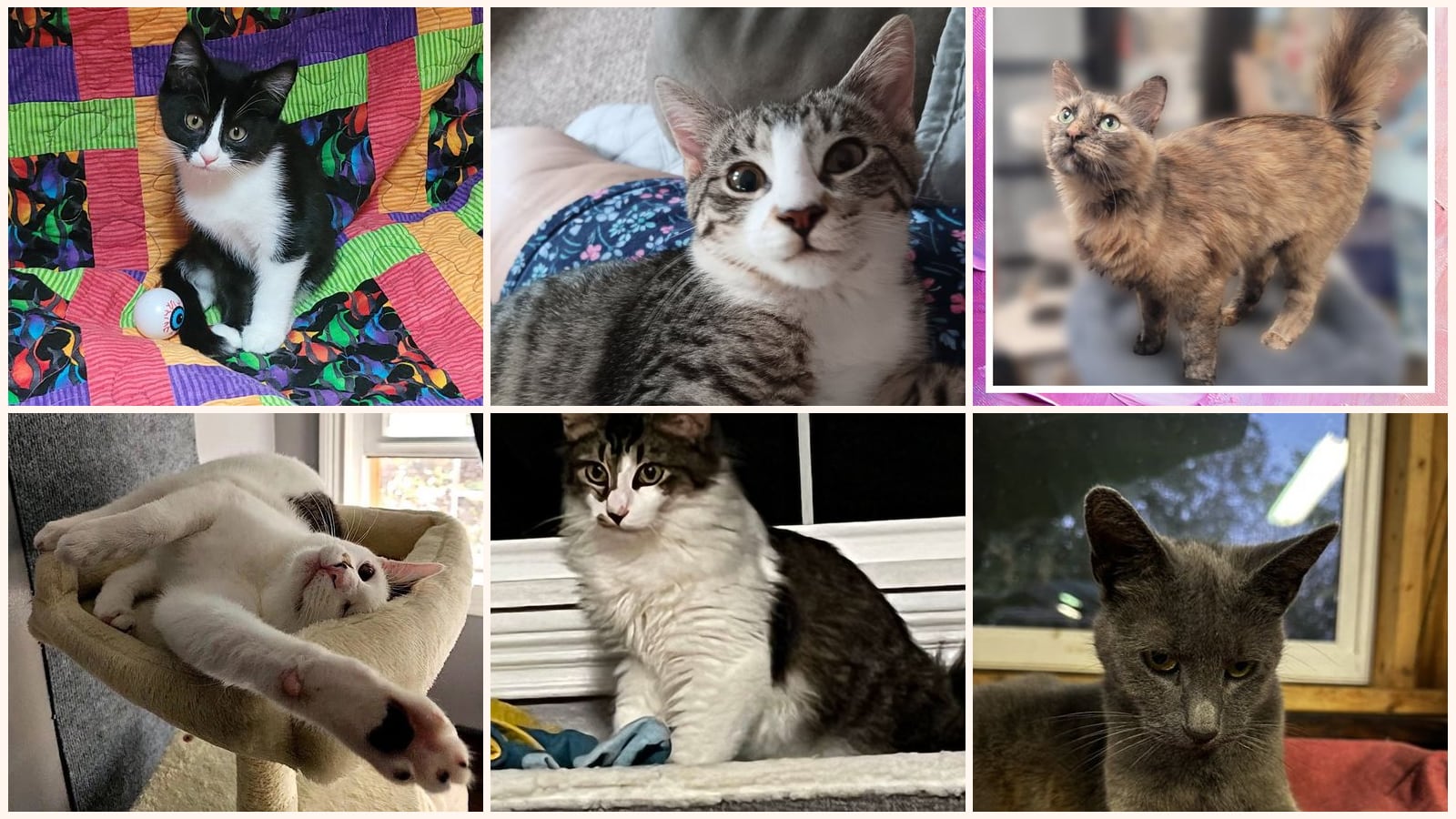 Cats up for adoption near New Philadelphia, OH
