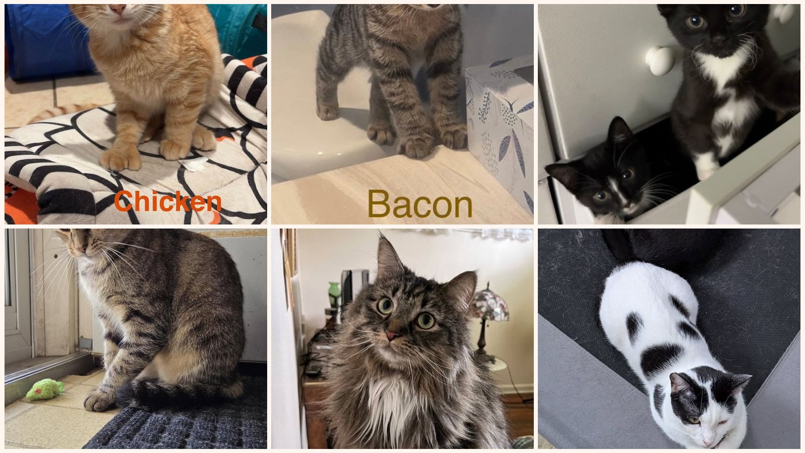 Cats up for adoption near Strongsville, OH