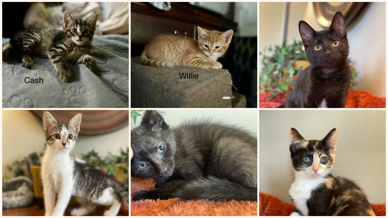 Cats up for adoption near Sylvania, OH