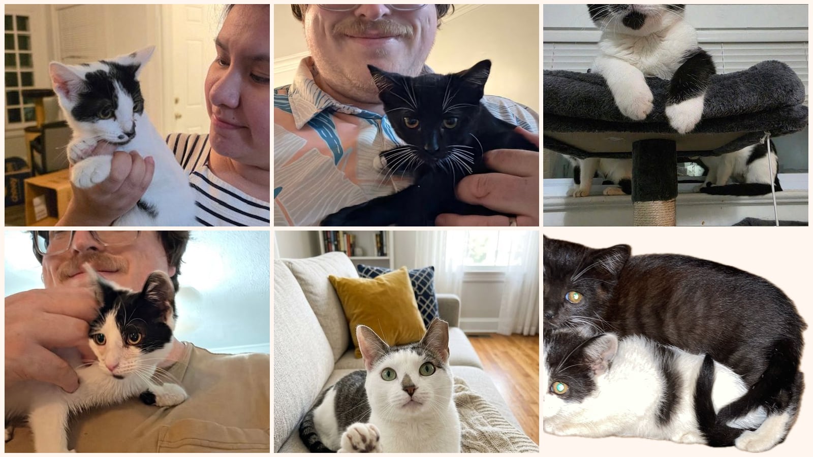 Cats up for adoption near Twinsburg, OH