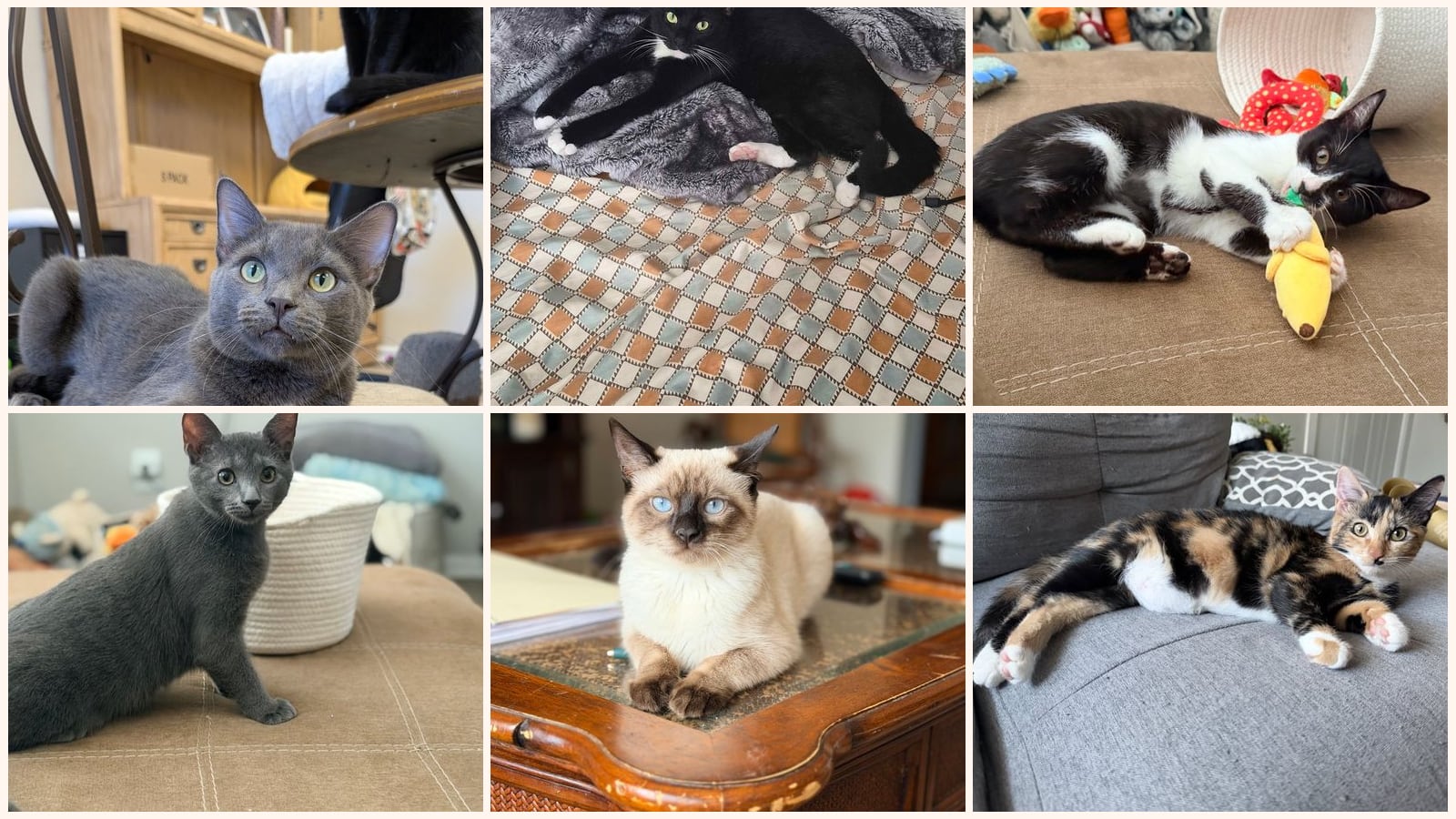 Cats up for adoption near Westerville, OH