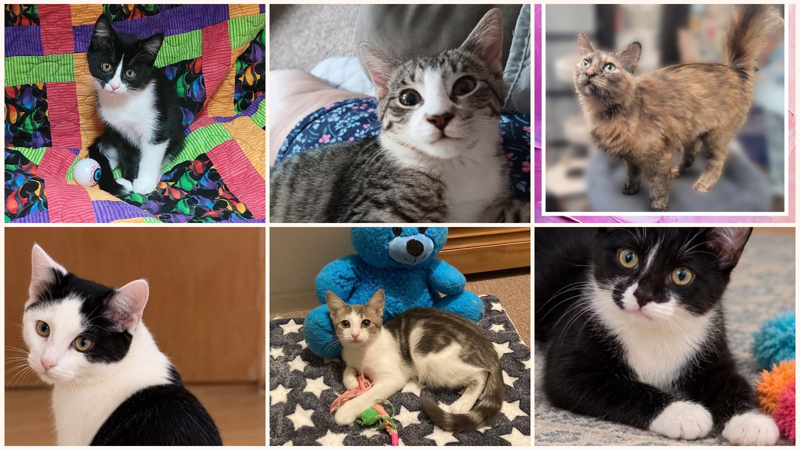 Cats up for adoption near Wooster, OH