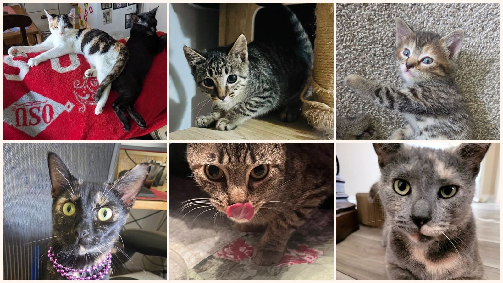 Cats up for adoption near Xenia, OH