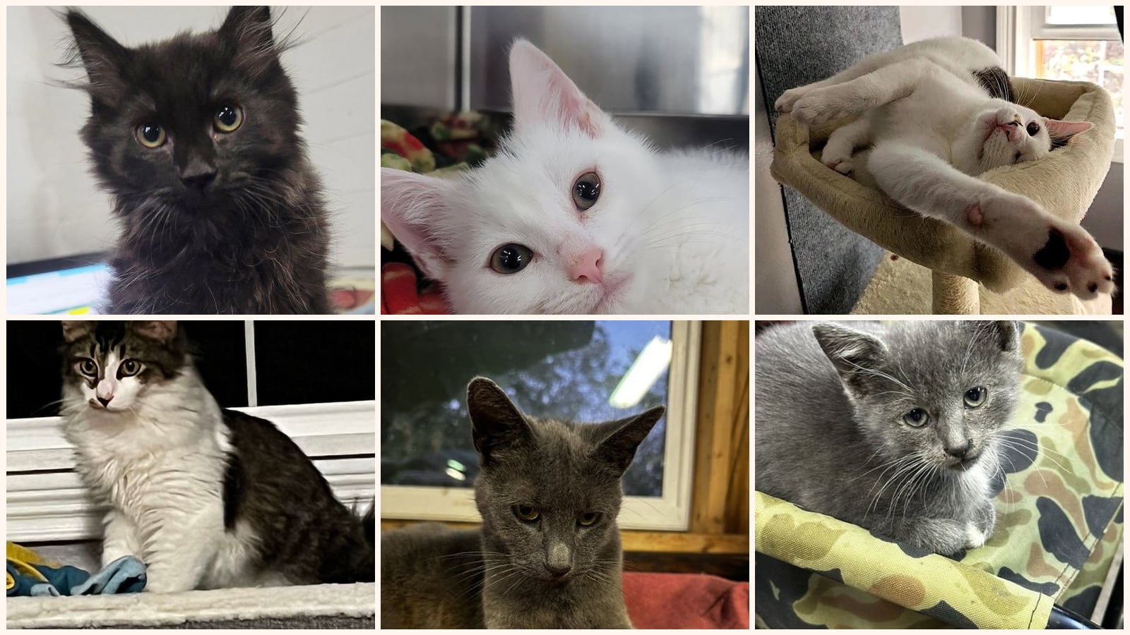 Cats up for adoption near Youngstown, OH