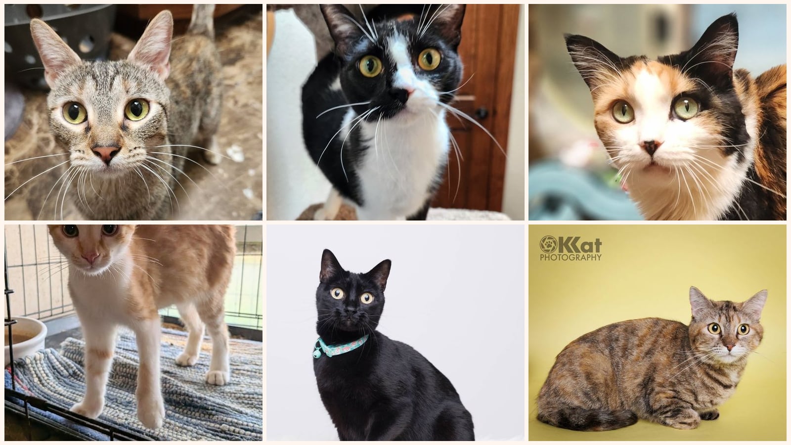 Cats up for adoption near Choctaw, OK