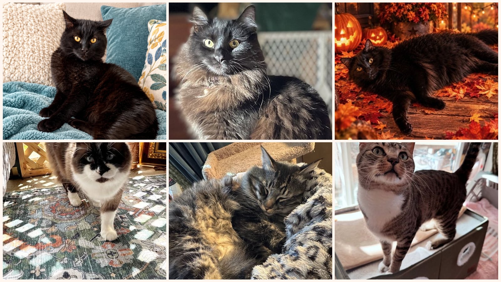Cats up for adoption near Corvallis, OR