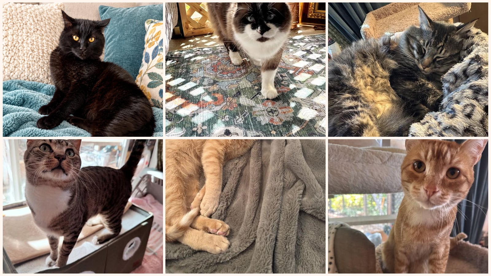 Cats up for adoption near Lake Oswego, OR